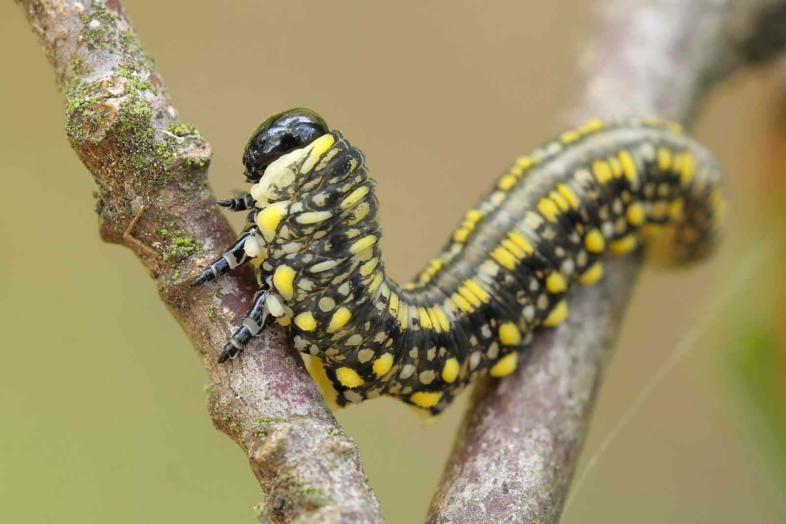 Nazwa:  50156169203_c17d53412f_o.jpg
Wyświetleń: 269
Rozmiar:  275,3 KB