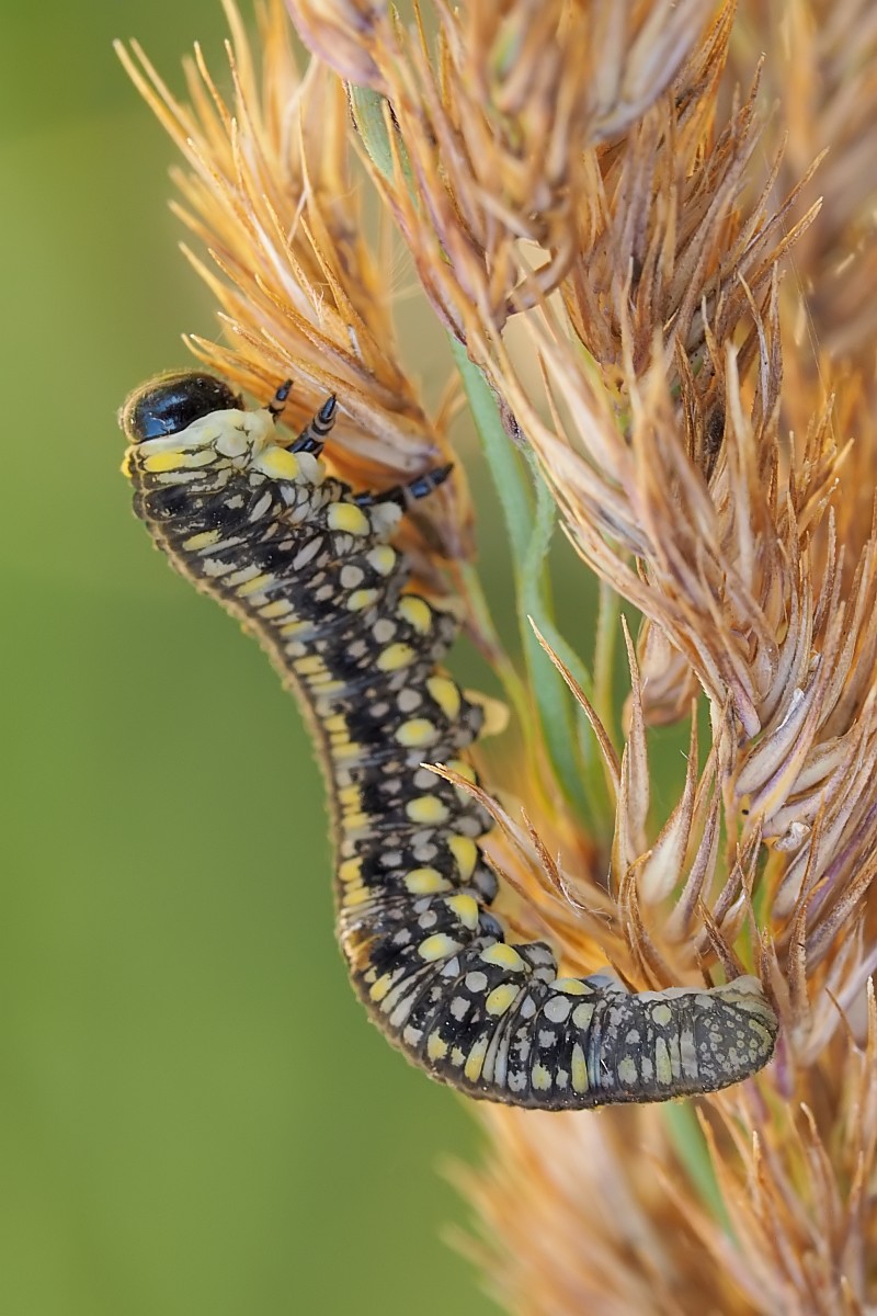 Nazwa:  50156958607_3c1f30e1e2_o.jpg
Wyświetleń: 214
Rozmiar:  190,2 KB