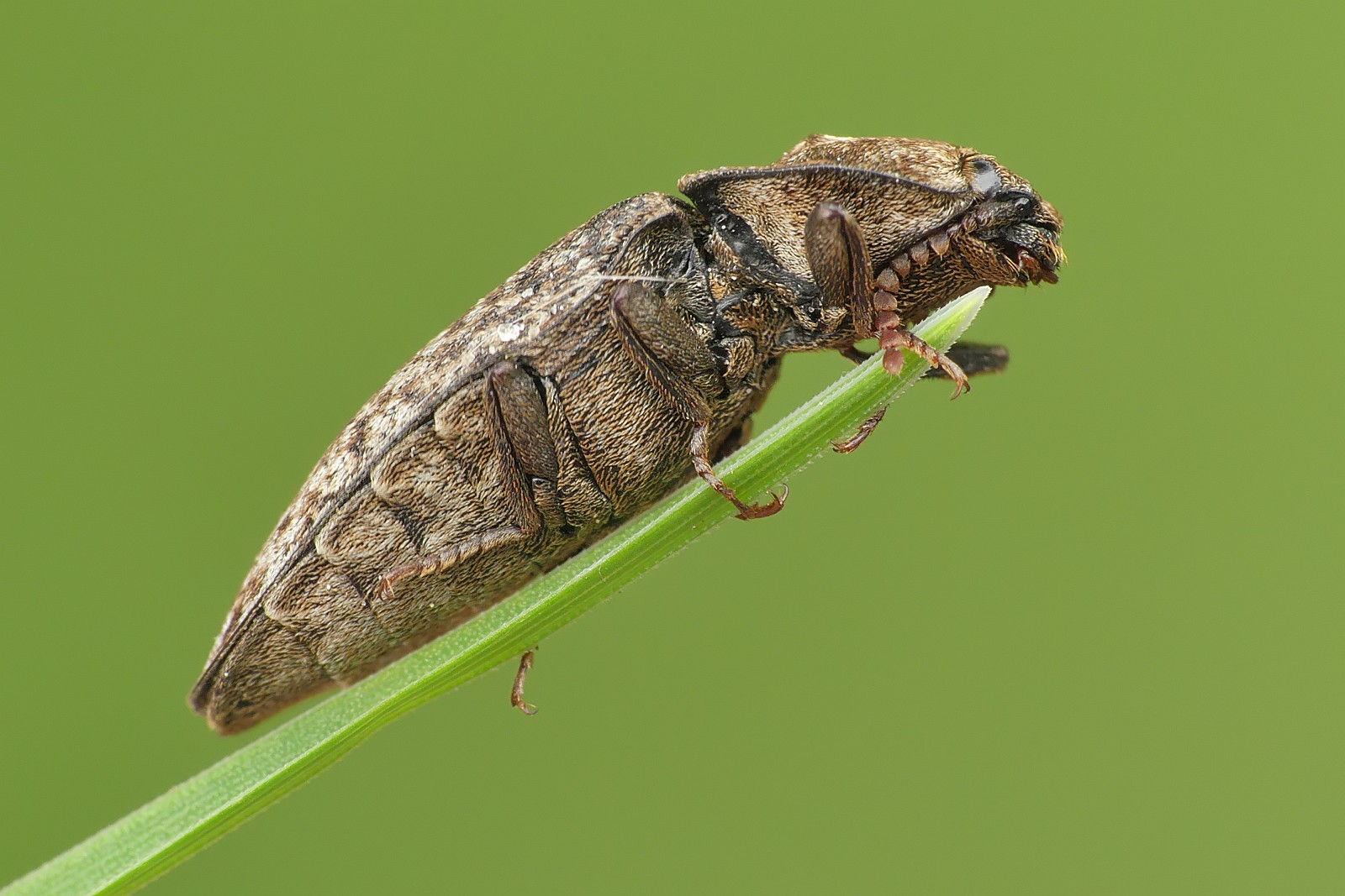 Nazwa:  50171201381_e71aeba010_o.jpg
Wyświetleń: 244
Rozmiar:  244,8 KB