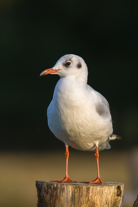 Nazwa:  IMG_4842.JPG
Wyświetleń: 301
Rozmiar:  342,2 KB