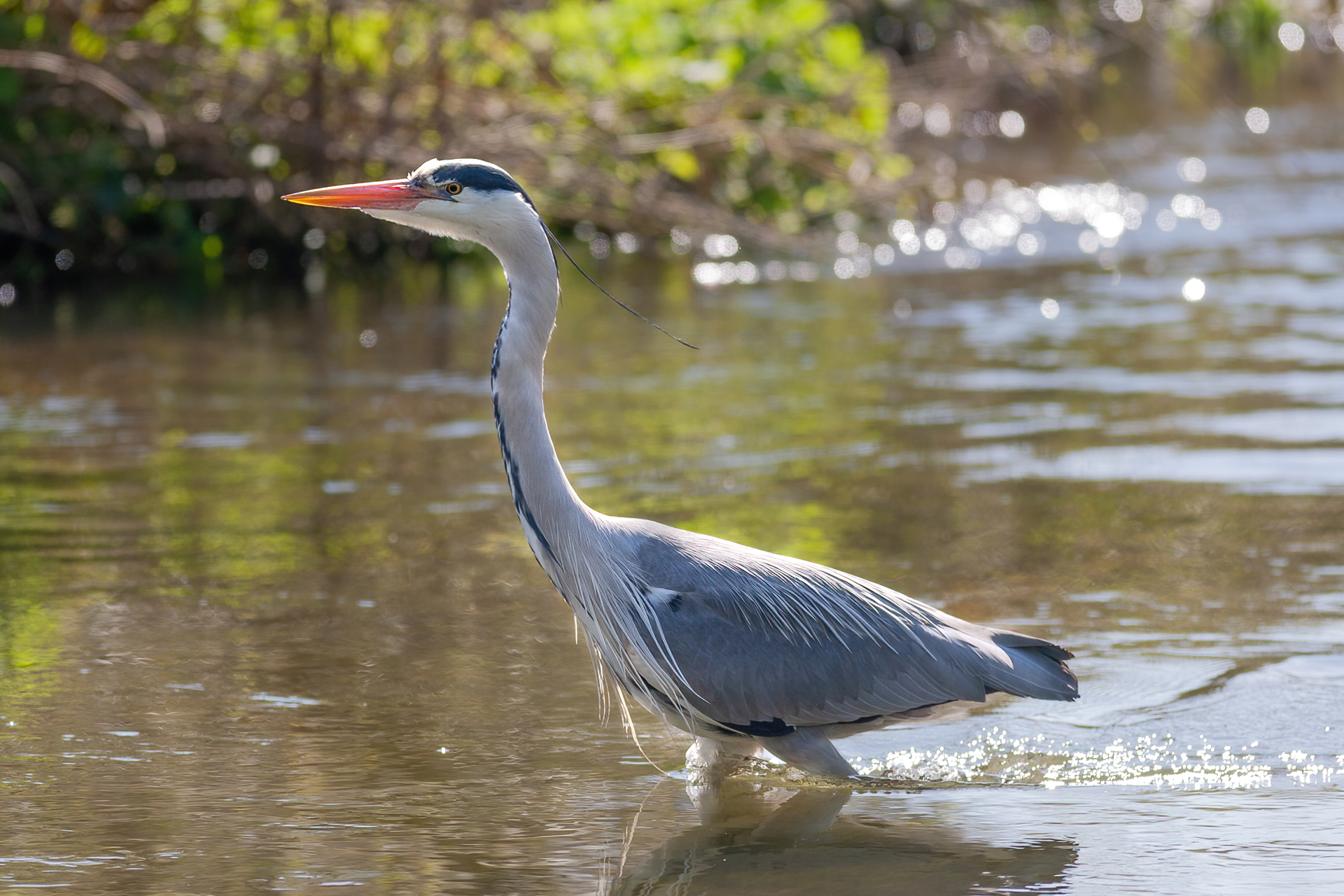 Nazwa:  IMG_3462.jpg
Wyświetleń: 370
Rozmiar:  2,83 MB