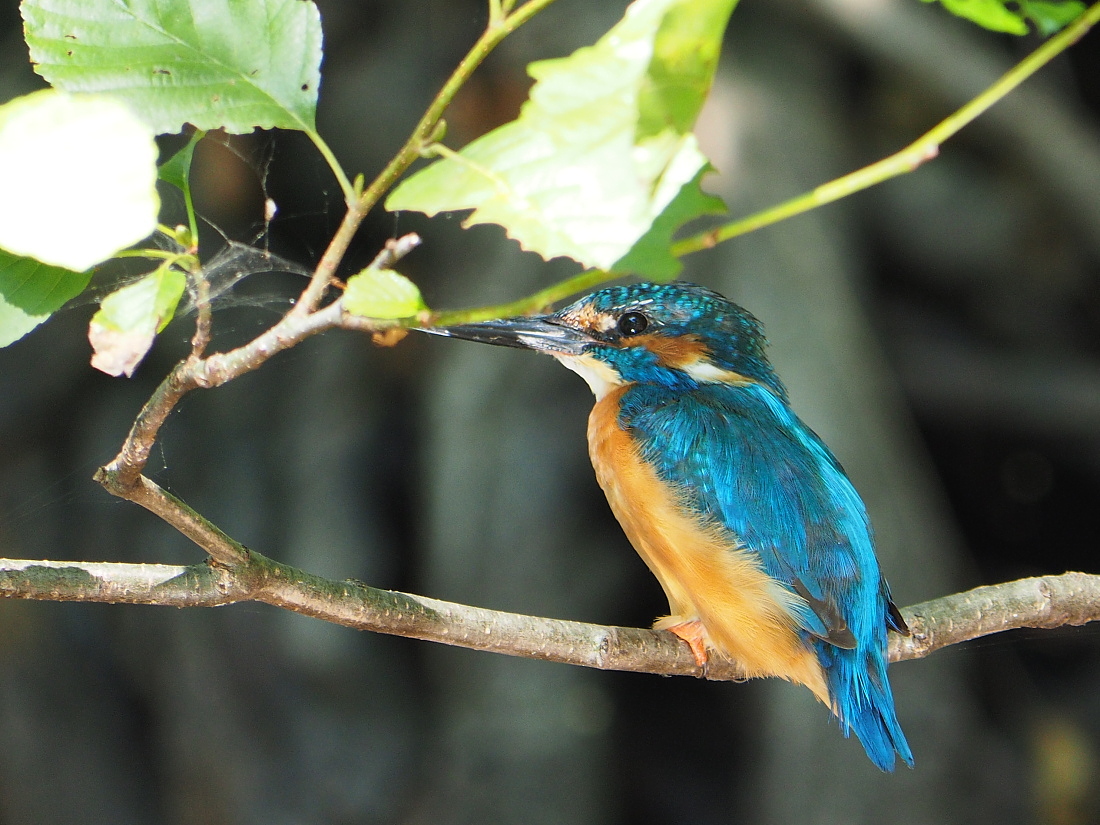 Nazwa:  P8111404_1.jpg
Wyświetleń: 277
Rozmiar:  441,9 KB