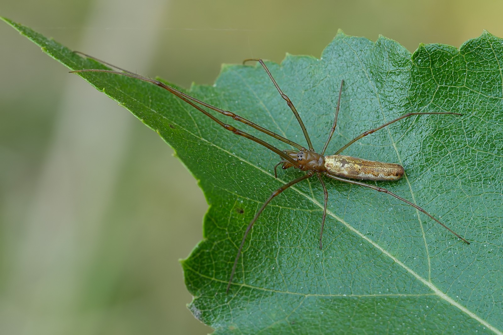 Nazwa:  50302228266_4d6a1386de_o.jpg
Wyświetleń: 196
Rozmiar:  397,5 KB