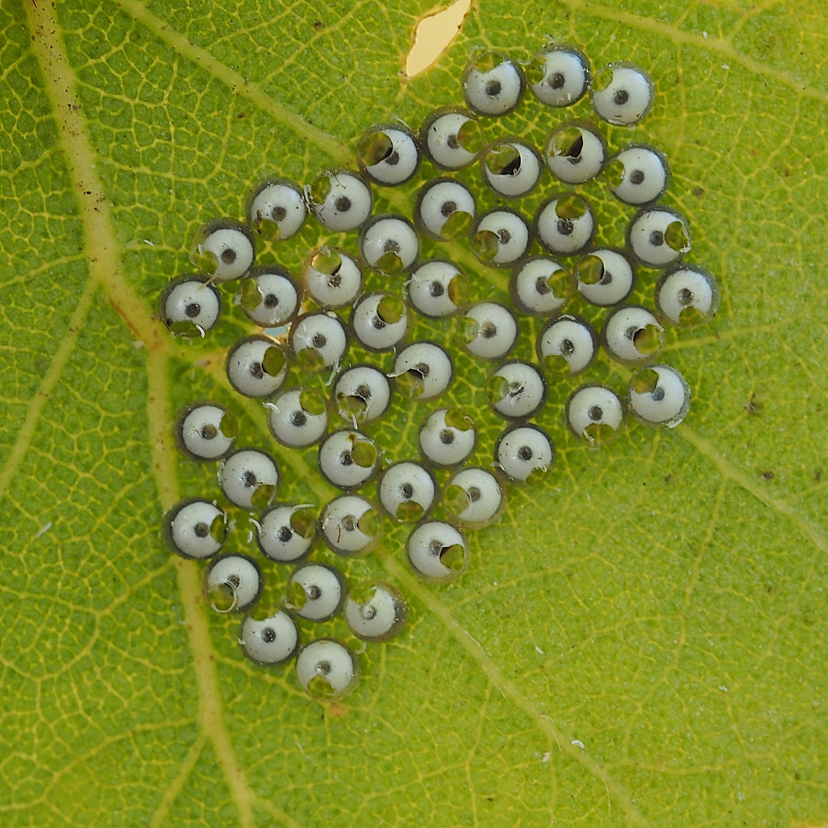 Nazwa:  50320898101_a802a4c42e_o.jpg
Wyświetleń: 211
Rozmiar:  382,3 KB