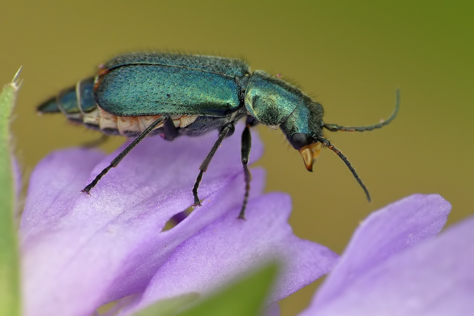 Nazwa:  50324179311_4c29e08fa4_o.jpg
Wyświetleń: 219
Rozmiar:  238,5 KB