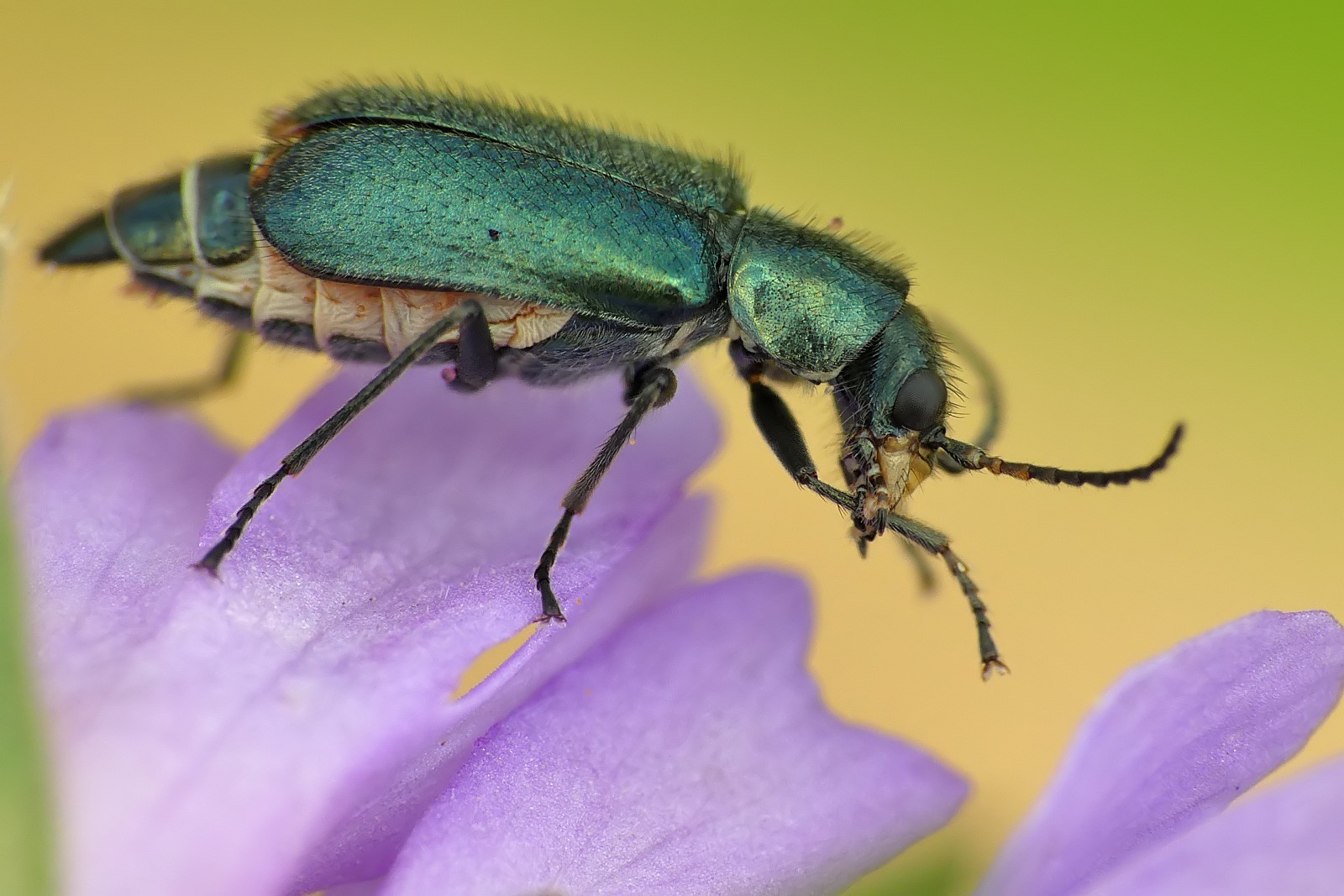 Nazwa:  50323508978_1a36129b51_o.jpg
Wyświetleń: 208
Rozmiar:  265,2 KB