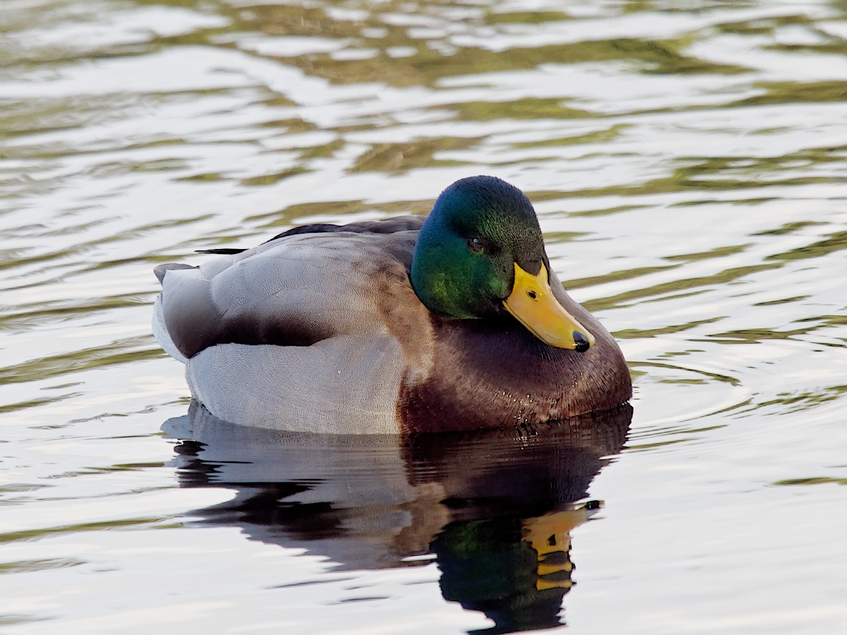Nazwa:  PC260144_DxO_hf1.jpg
Wyświetleń: 158
Rozmiar:  714,3 KB