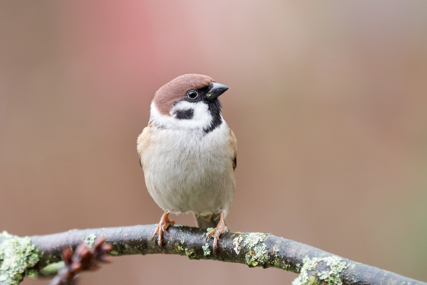 Nazwa:  P1060023.jpg
Wyświetleń: 226
Rozmiar:  874,2 KB