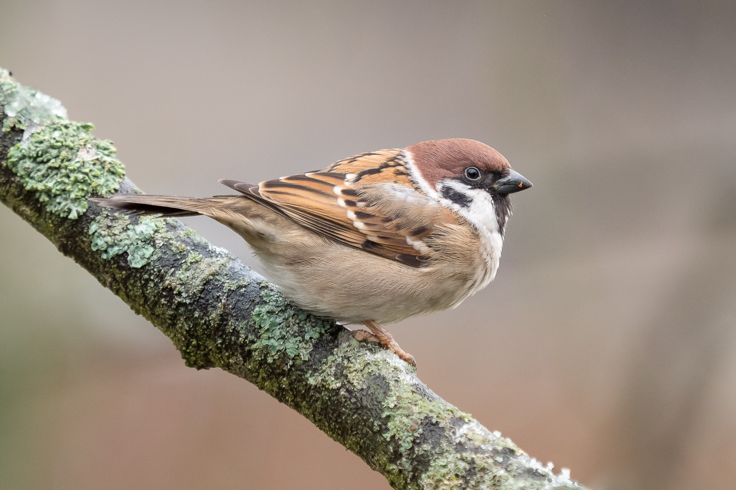 Nazwa:  P1060010.jpg
Wyświetleń: 221
Rozmiar:  1.013,1 KB