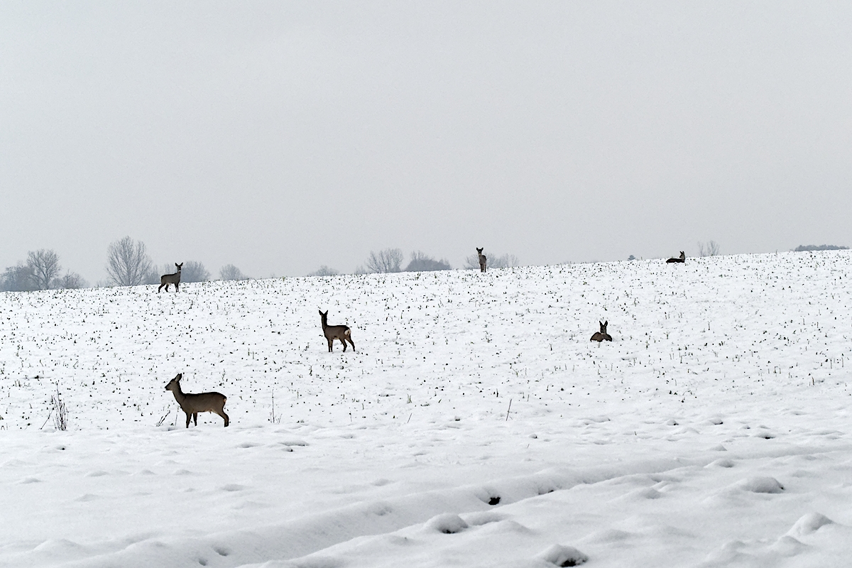 Nazwa:  3a.jpg
Wyświetleń: 242
Rozmiar:  621,9 KB