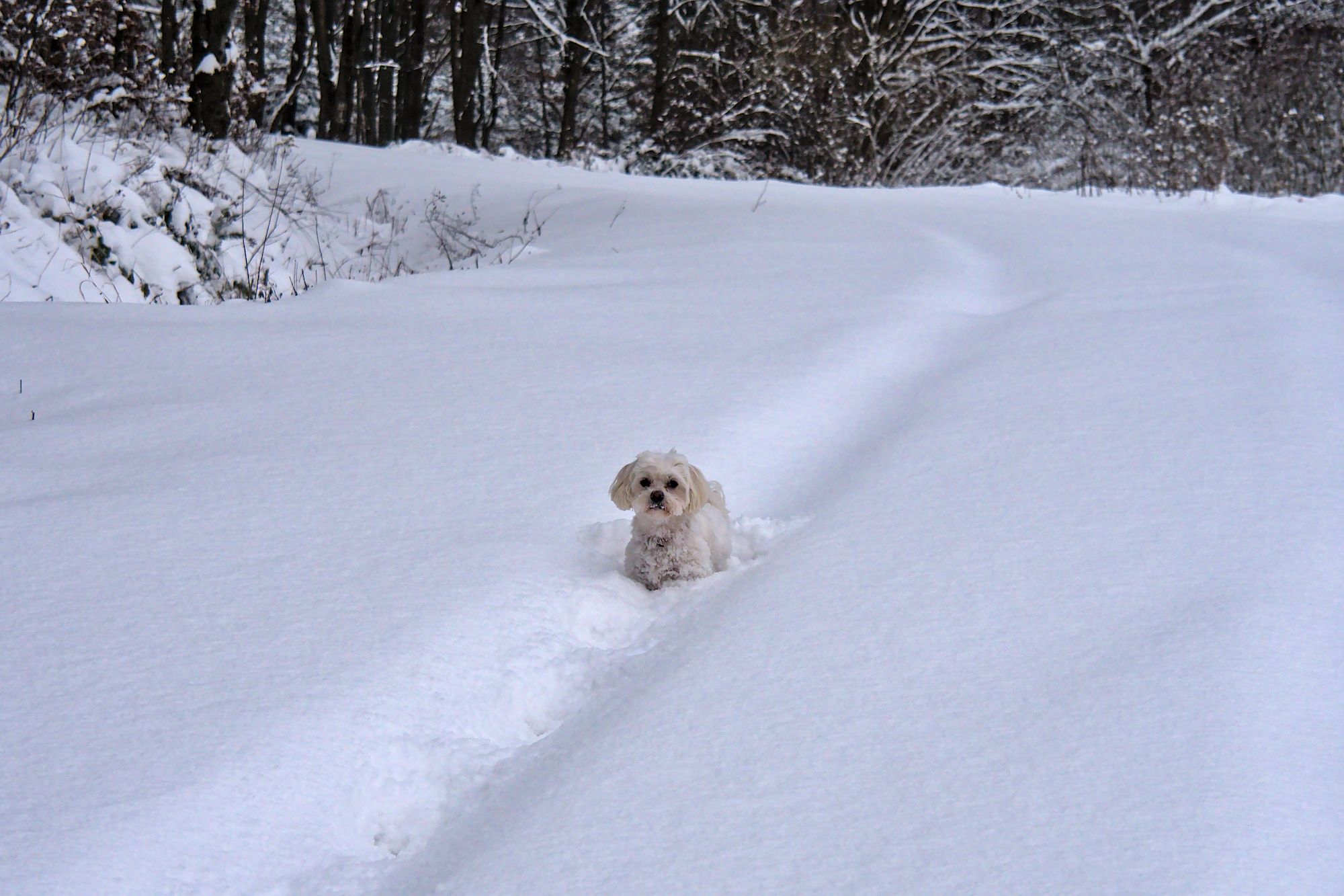 Nazwa:  P1046351.jpg
Wyświetleń: 230
Rozmiar:  1,03 MB
