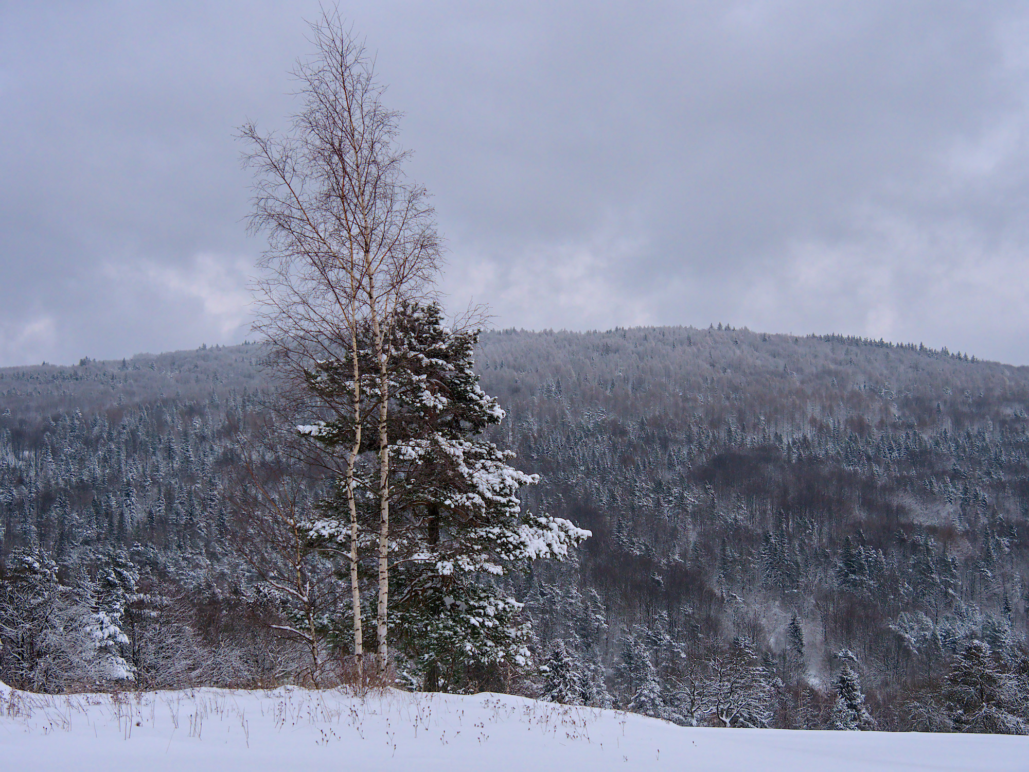 Nazwa:  P1046352.jpg
Wyświetleń: 231
Rozmiar:  1,31 MB