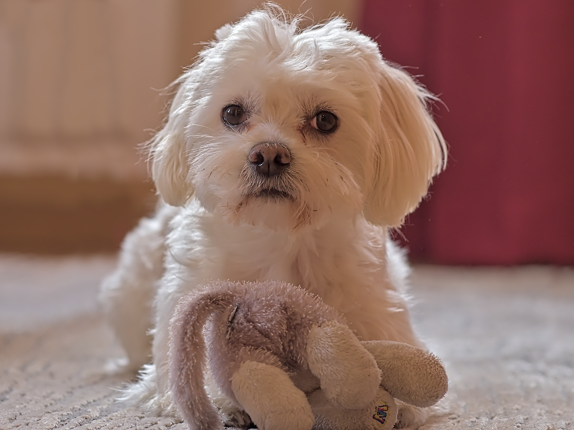 Nazwa:  P1046392-1.jpg
Wyświetleń: 120
Rozmiar:  1,09 MB