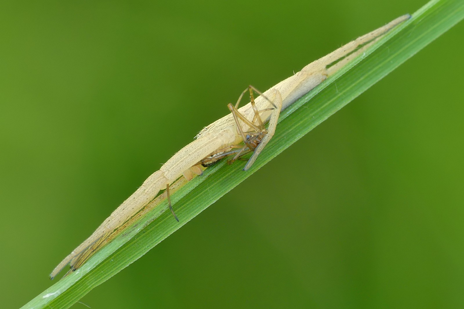 Nazwa:  50506708903_37c1d3e30b_o.jpg
Wyświetleń: 244
Rozmiar:  195,3 KB