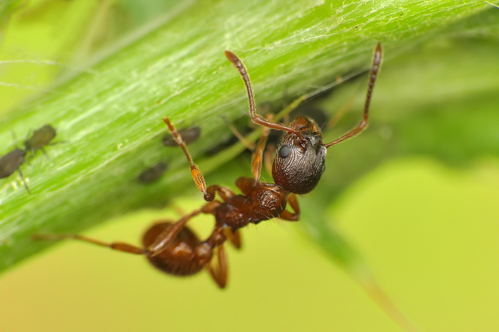 Nazwa:  50514161261_5ea136f6de_o.jpg
Wyświetleń: 215
Rozmiar:  224,1 KB