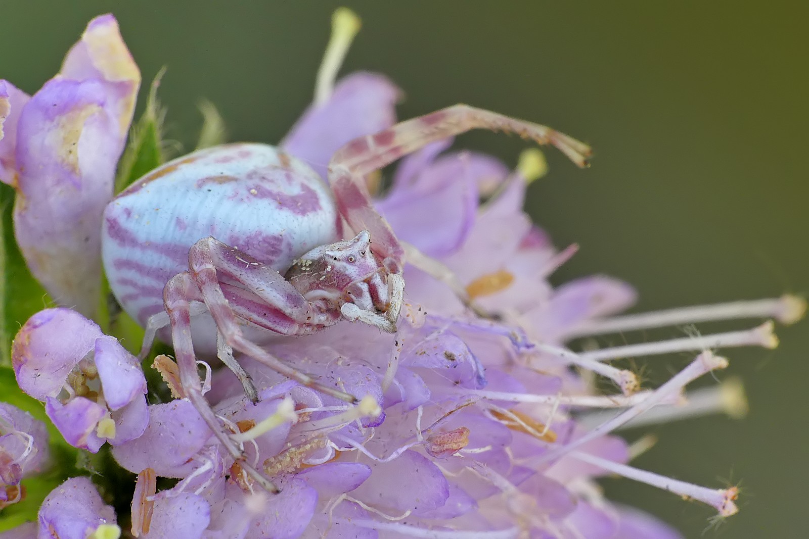 Nazwa:  50521099746_e120d84a9e_o.jpg
Wyświetleń: 208
Rozmiar:  256,9 KB