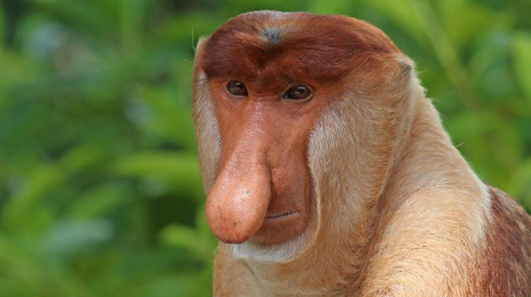 Nazwa:  portretProboscis_monkey_%28Nasalis_larvatus%29_male_head_0.jpg
Wyświetleń: 724
Rozmiar:  35,7 KB