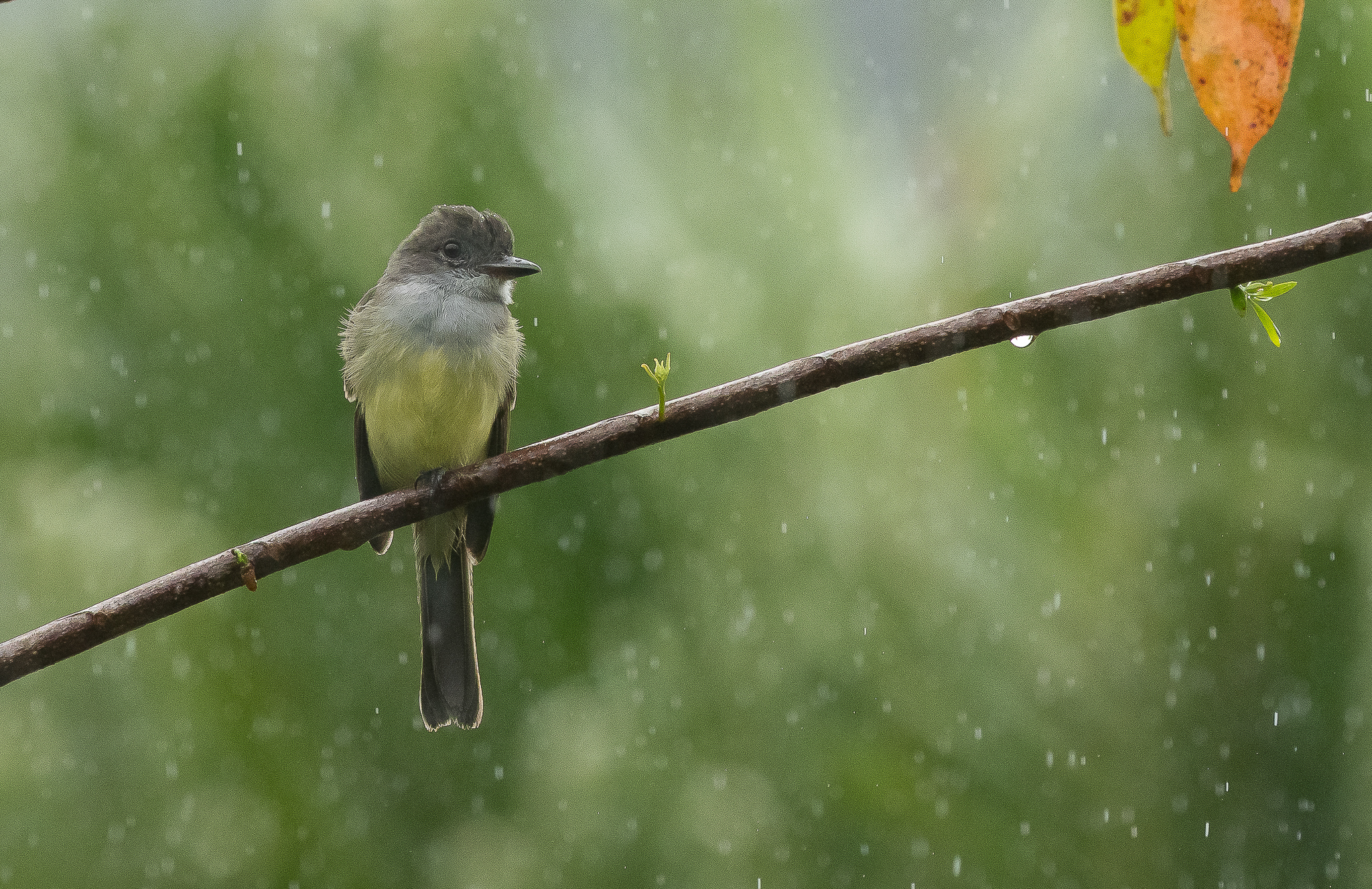 Nazwa:  Tyran melancholijny-1256377.jpg
Wyświetleń: 588
Rozmiar:  3,08 MB