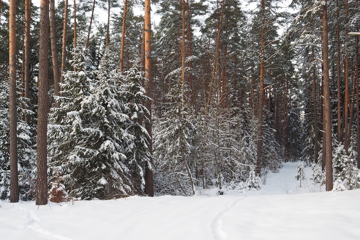 Nazwa:  P2060132_2.jpg
Wyświetleń: 365
Rozmiar:  854,0 KB