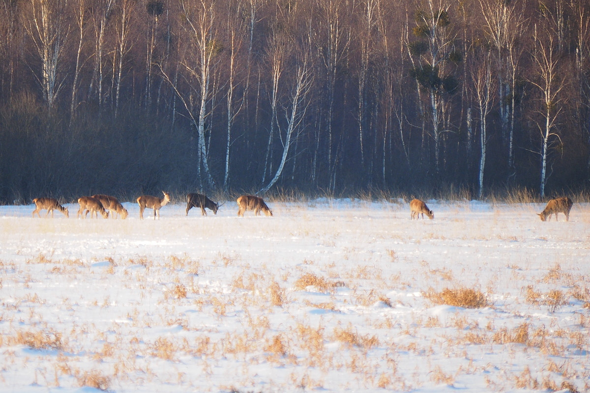 Nazwa:  P2060129_2.jpg
Wyświetleń: 367
Rozmiar:  592,3 KB