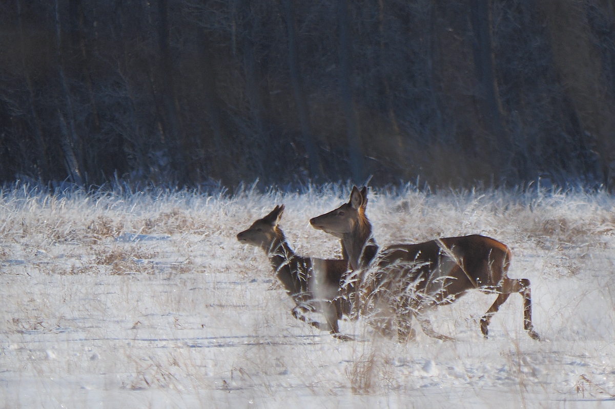 Nazwa:  P2060101_2.jpg
Wyświetleń: 356
Rozmiar:  467,7 KB