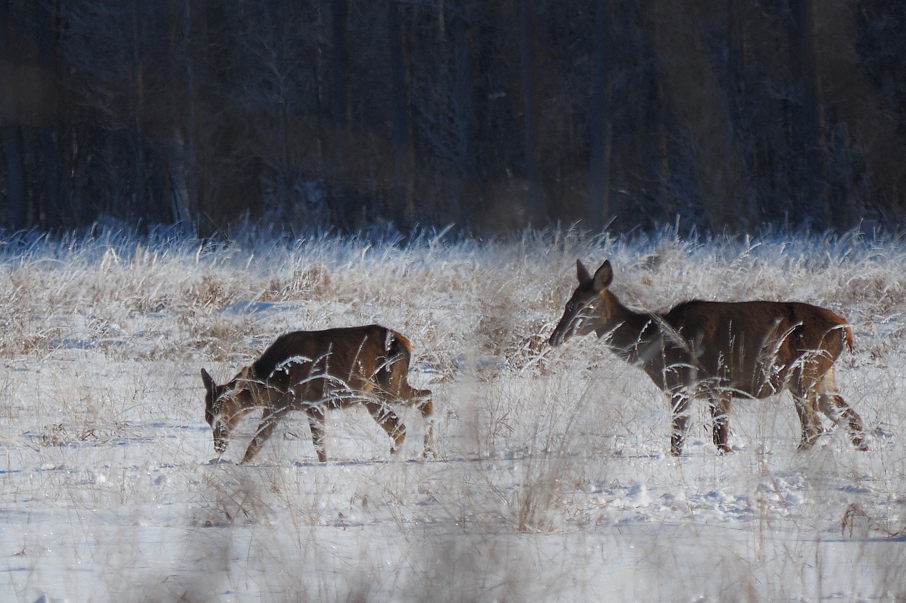 Nazwa:  P2060090_2.jpg
Wyświetleń: 358
Rozmiar:  603,6 KB