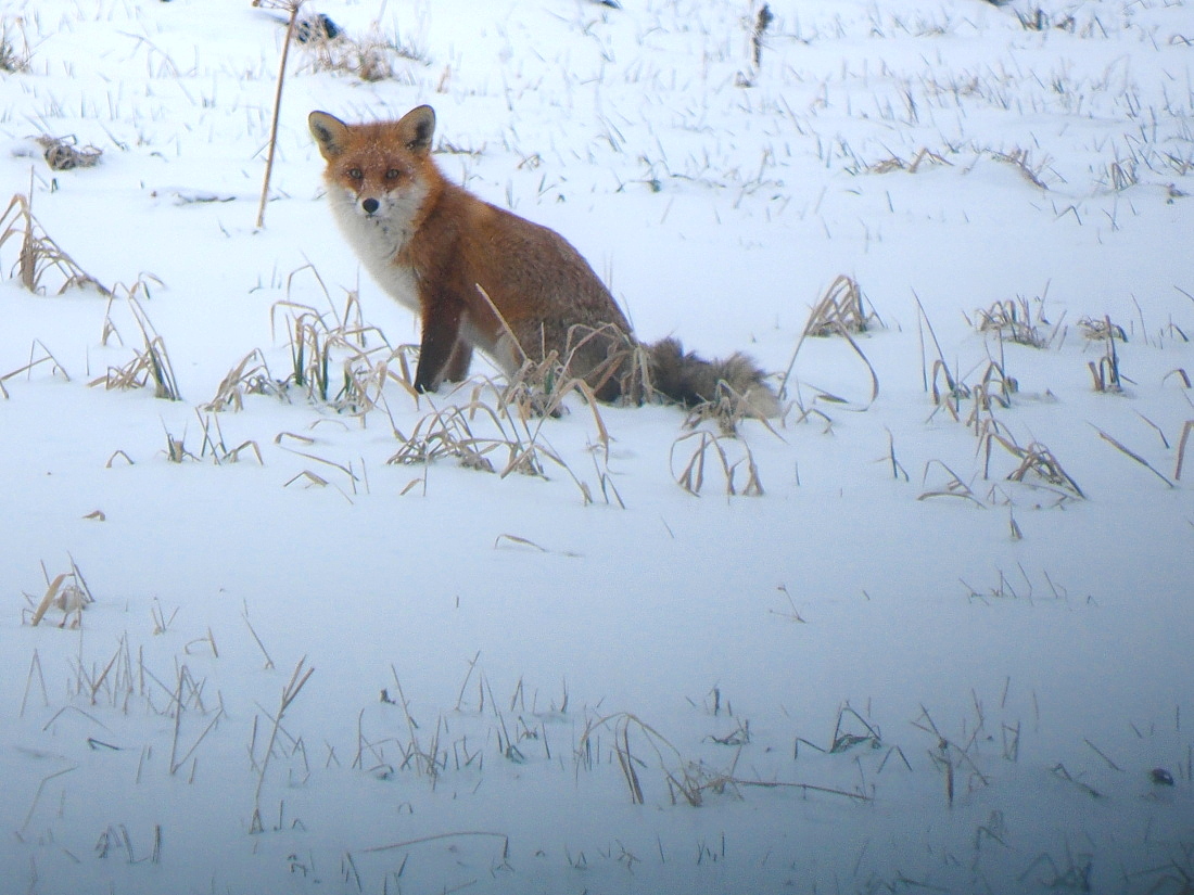 Nazwa:  P1300045_3.jpg
Wyświetleń: 371
Rozmiar:  396,7 KB