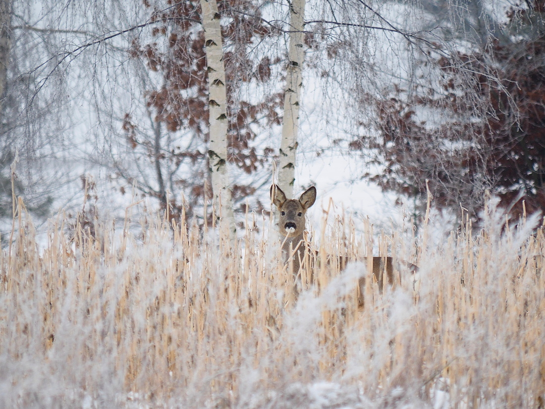 Nazwa:  P1300042_2.jpg
Wyświetleń: 366
Rozmiar:  586,7 KB