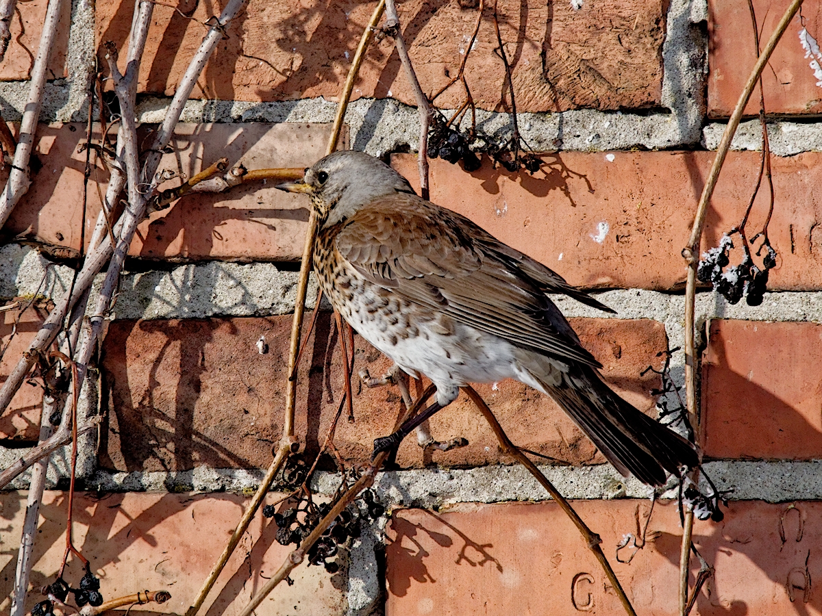 Nazwa:  P2160145_DxO2_hf.jpg
Wyświetleń: 181
Rozmiar:  1,28 MB