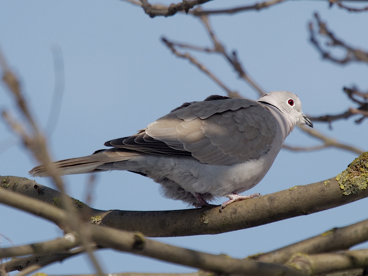 Nazwa:  gołąb sierpówka, synogarlica turecka.jpg
Wyświetleń: 168
Rozmiar:  636,9 KB