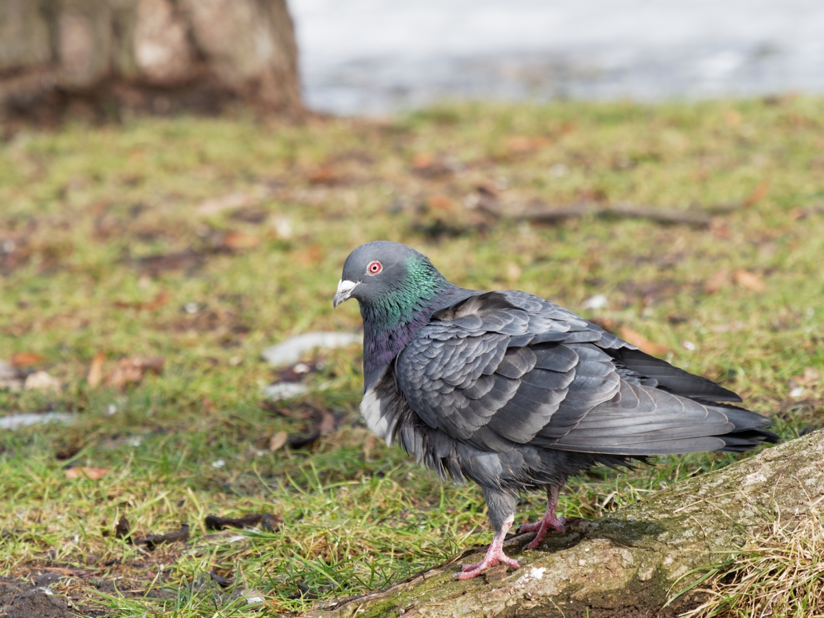 Nazwa:  pogląd_hf.jpg
Wyświetleń: 182
Rozmiar:  810,3 KB