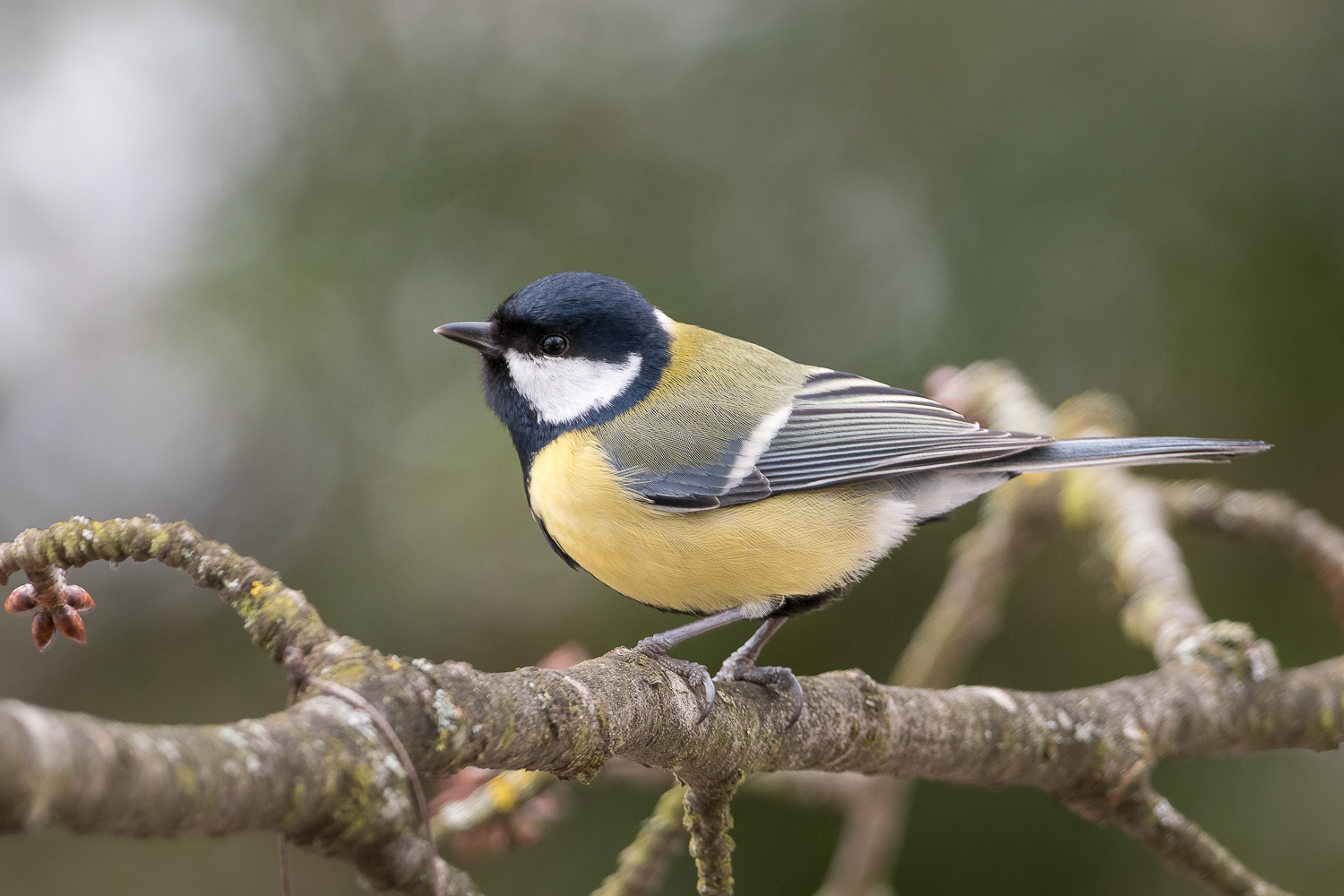 Nazwa:  P3040006.jpg
Wyświetleń: 204
Rozmiar:  888,7 KB