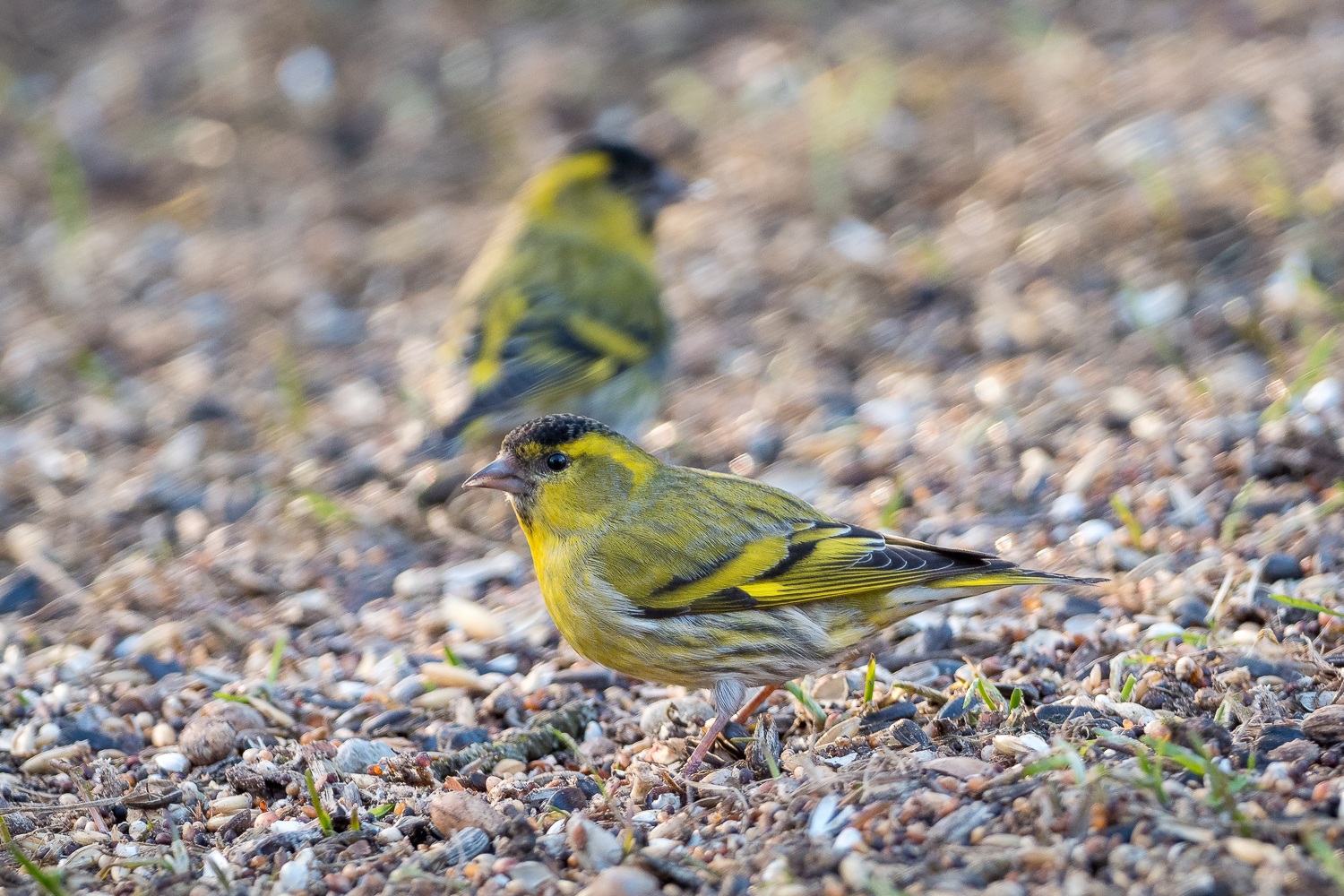 Nazwa:  P3050128.jpg
Wyświetleń: 173
Rozmiar:  1,36 MB