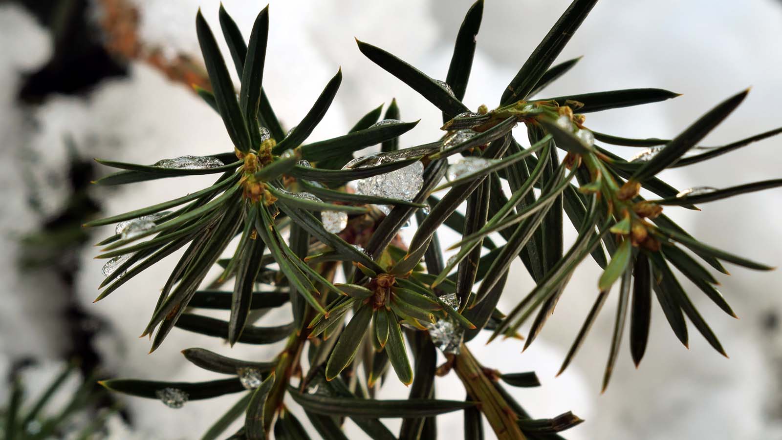 Nazwa:  Cis.jpg
Wyświetleń: 142
Rozmiar:  147,8 KB