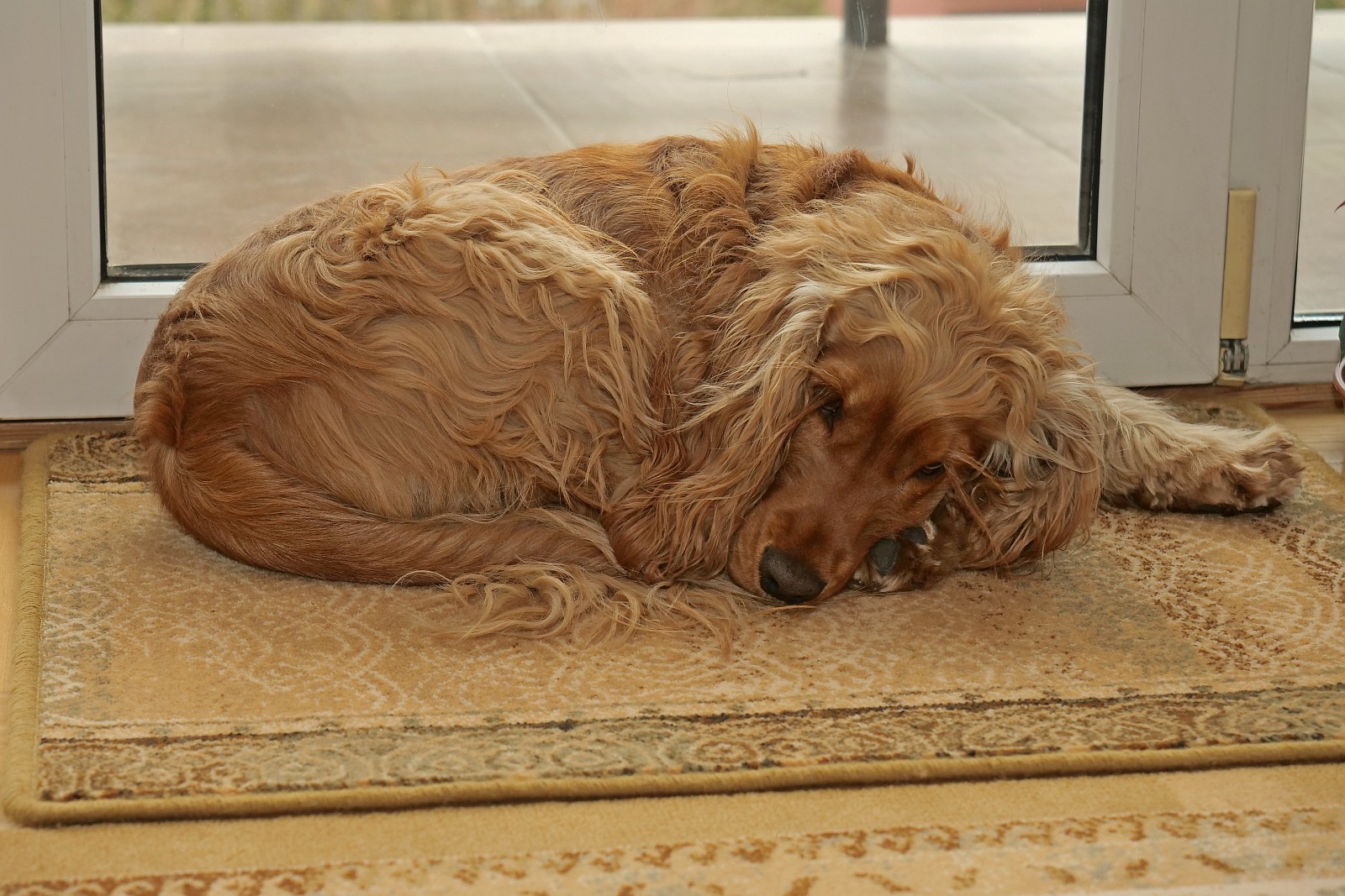 Nazwa:  Figa76601d.jpg
Wyświetleń: 108
Rozmiar:  438,6 KB