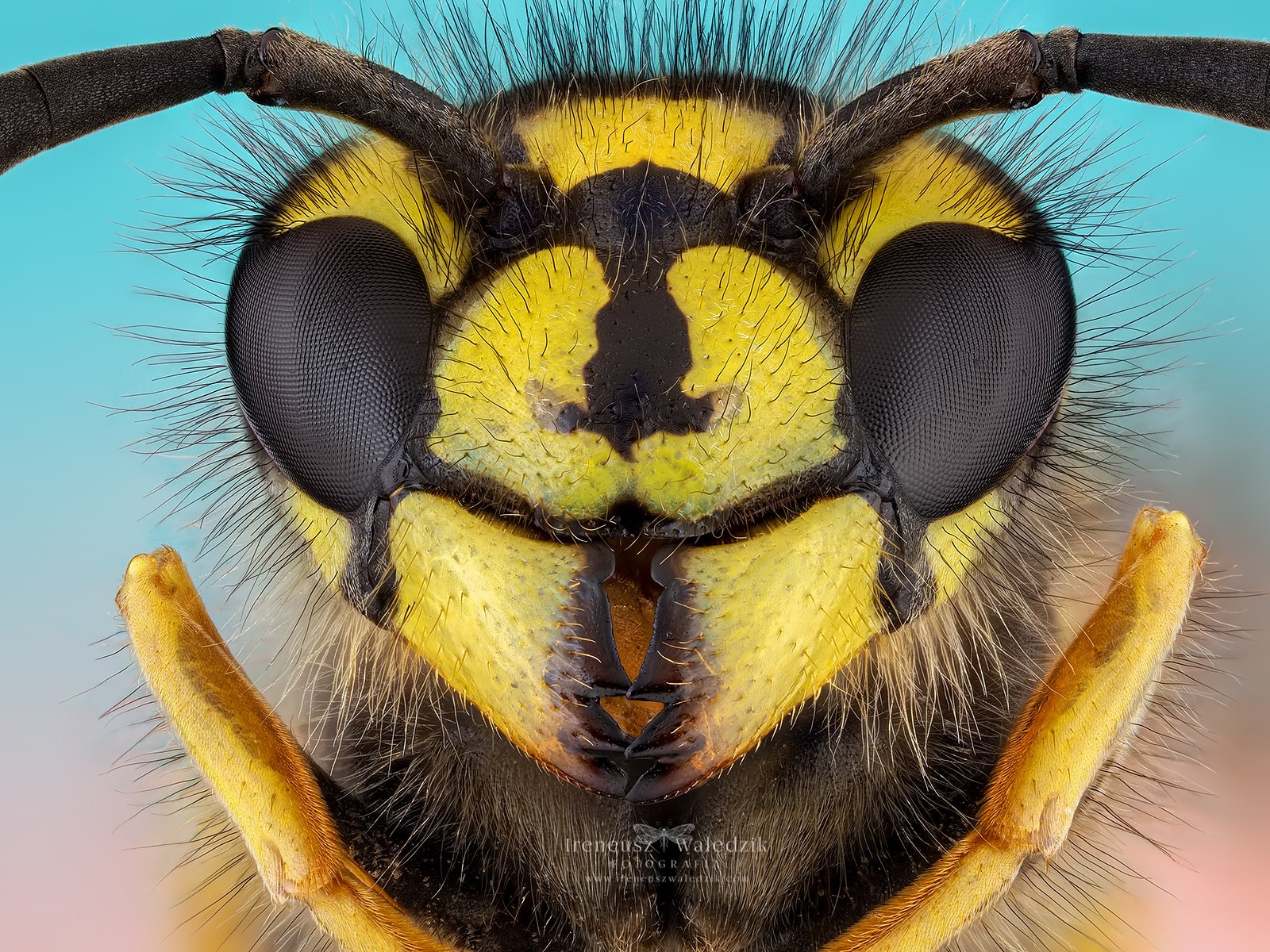 Nazwa:  zwierzaki13.jpg
Wyświetleń: 508
Rozmiar:  763,2 KB