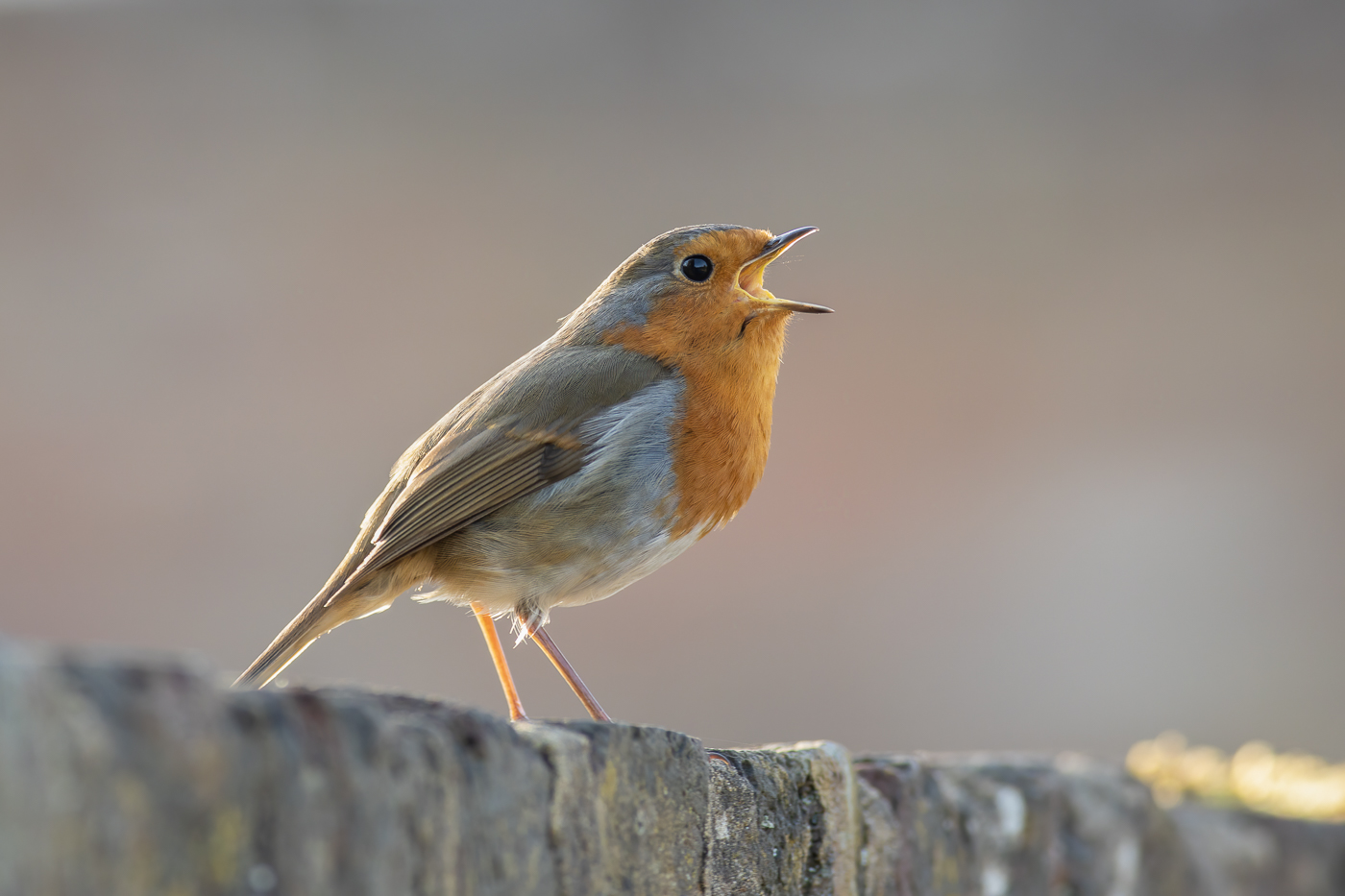 Nazwa:  J28A9979.JPG
Wyświetleń: 227
Rozmiar:  467,6 KB