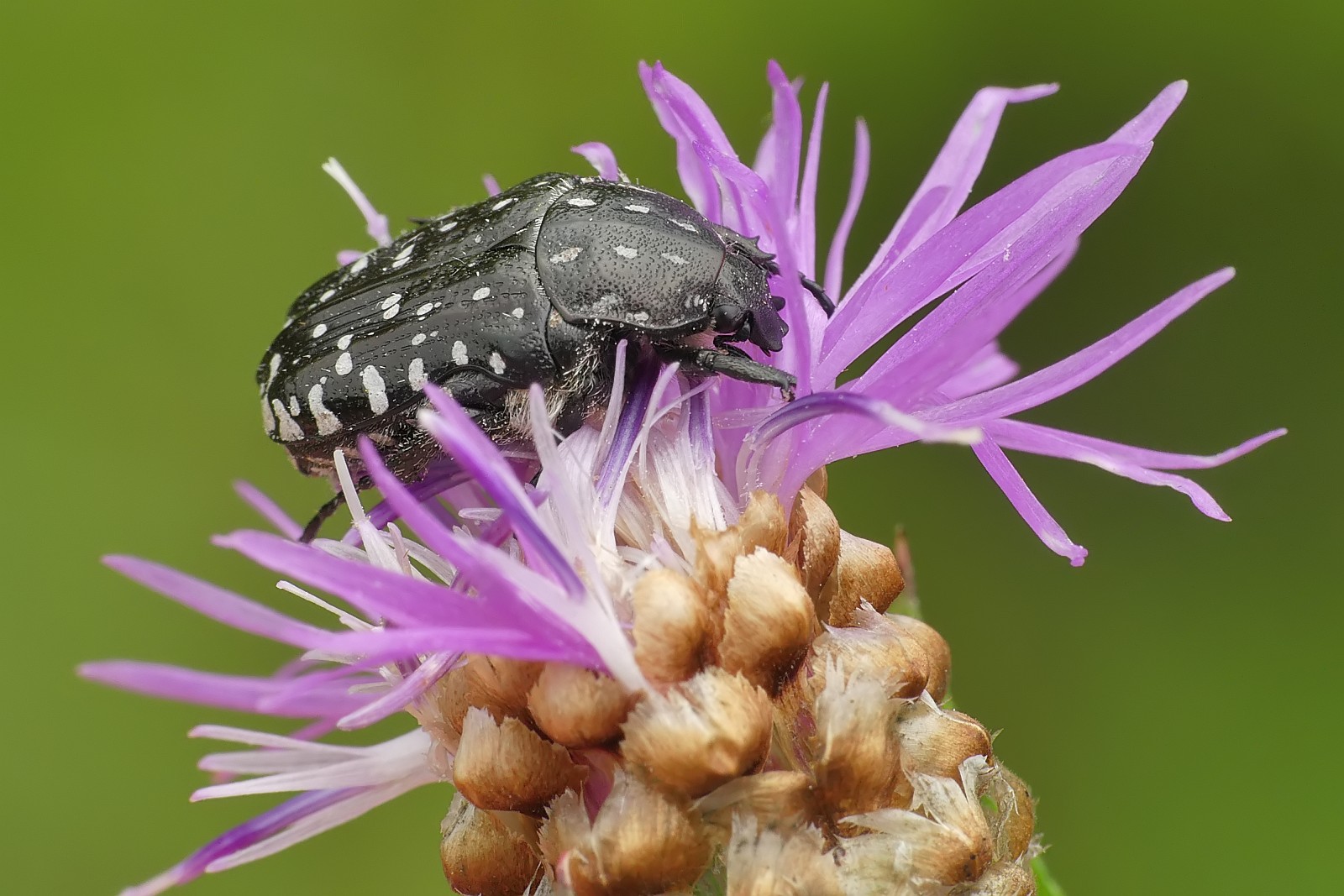 Nazwa:  50747893726_f77018e932_o.jpg
Wyświetleń: 283
Rozmiar:  286,9 KB