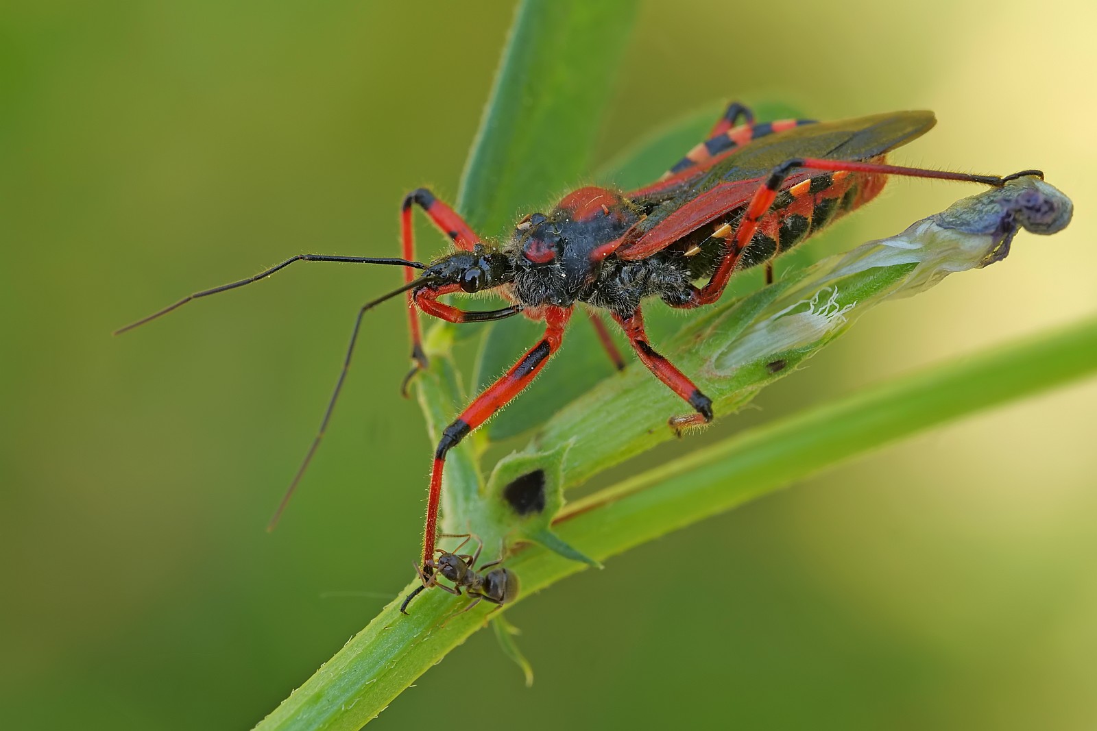 Nazwa:  50796877937_b33dca023e_o.jpg
Wyświetleń: 261
Rozmiar:  183,2 KB