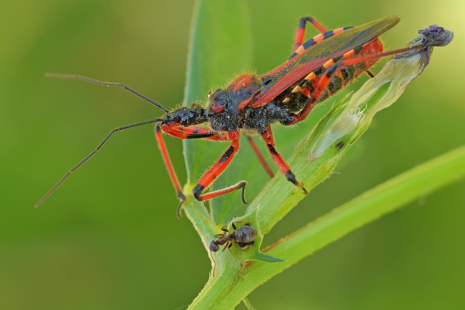 Nazwa:  50796760996_7326221d59_o.jpg
Wyświetleń: 253
Rozmiar:  204,8 KB