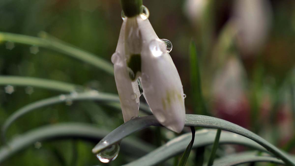 Nazwa:  Przebiśnieg.jpg
Wyświetleń: 102
Rozmiar:  60,1 KB