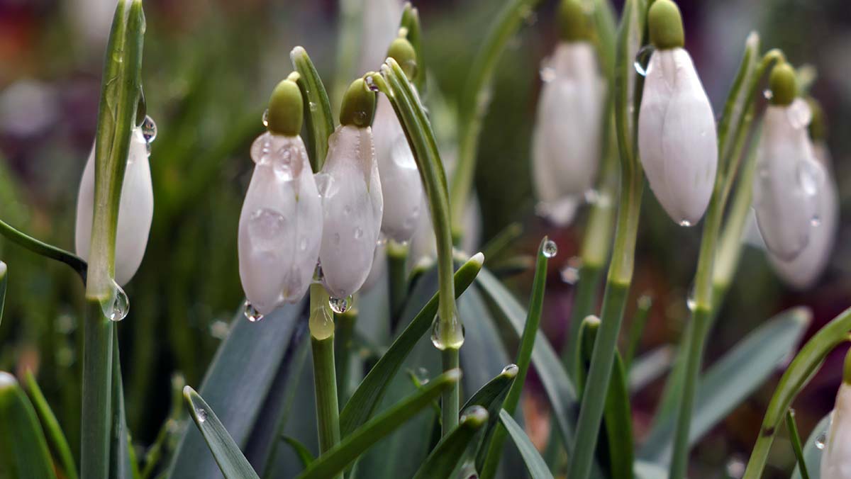Nazwa:  Przebiśniegi.jpg
Wyświetleń: 100
Rozmiar:  83,4 KB