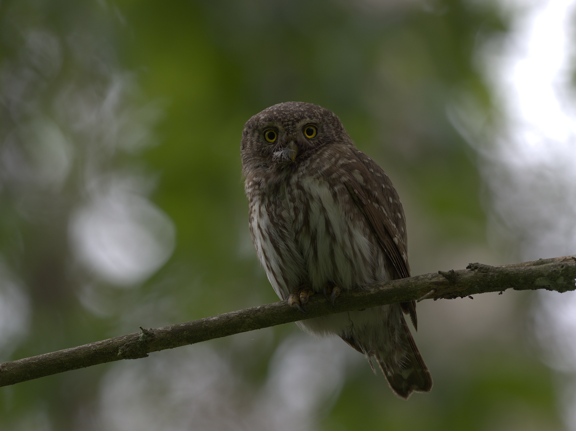 Nazwa:  Muminek1.jpg
Wyświetleń: 536
Rozmiar:  2,23 MB