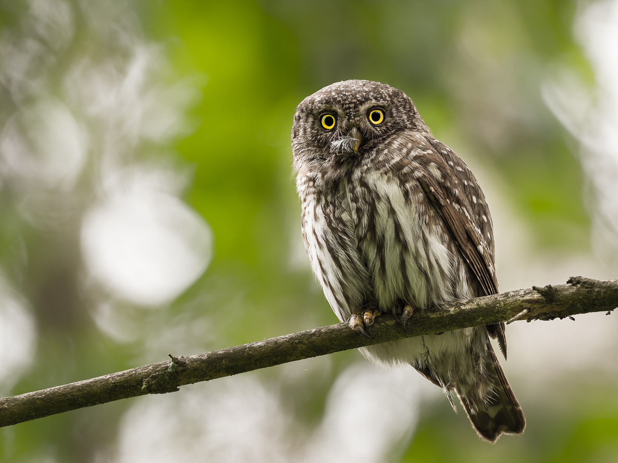 Nazwa:  2.jpg
Wyświetleń: 502
Rozmiar:  1,69 MB