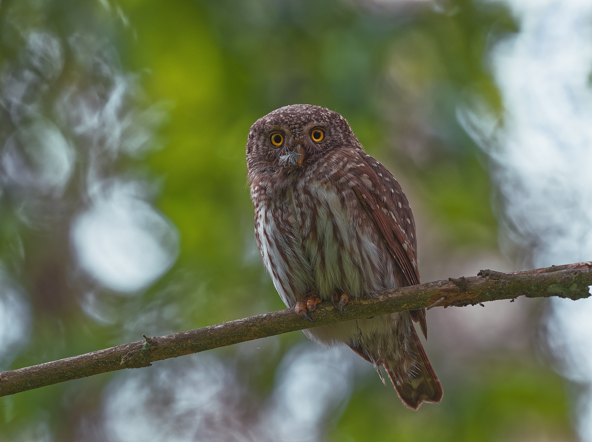 Nazwa:  4.jpg
Wyświetleń: 479
Rozmiar:  2,12 MB