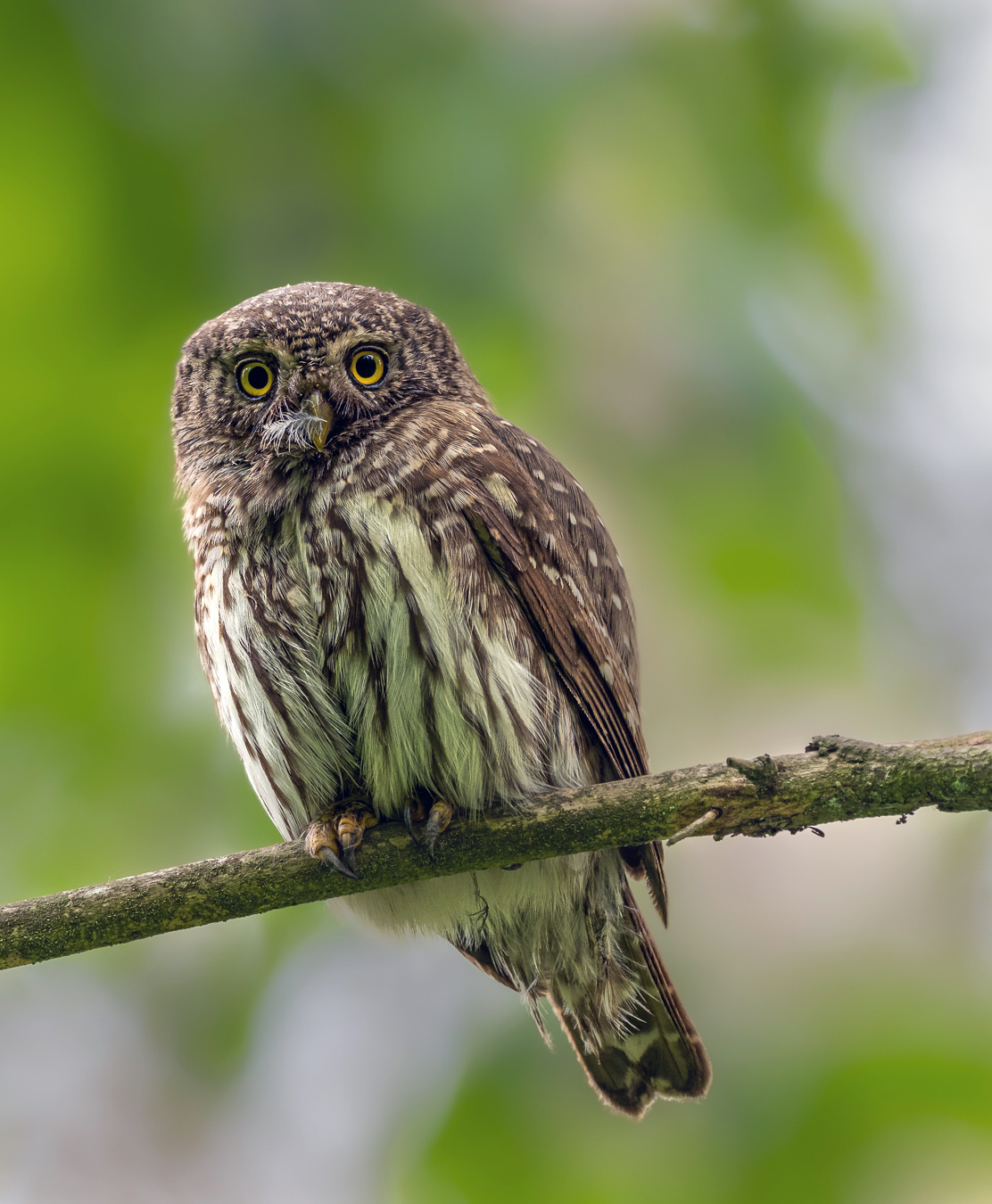 Nazwa:  6.jpg
Wyświetleń: 455
Rozmiar:  437,4 KB