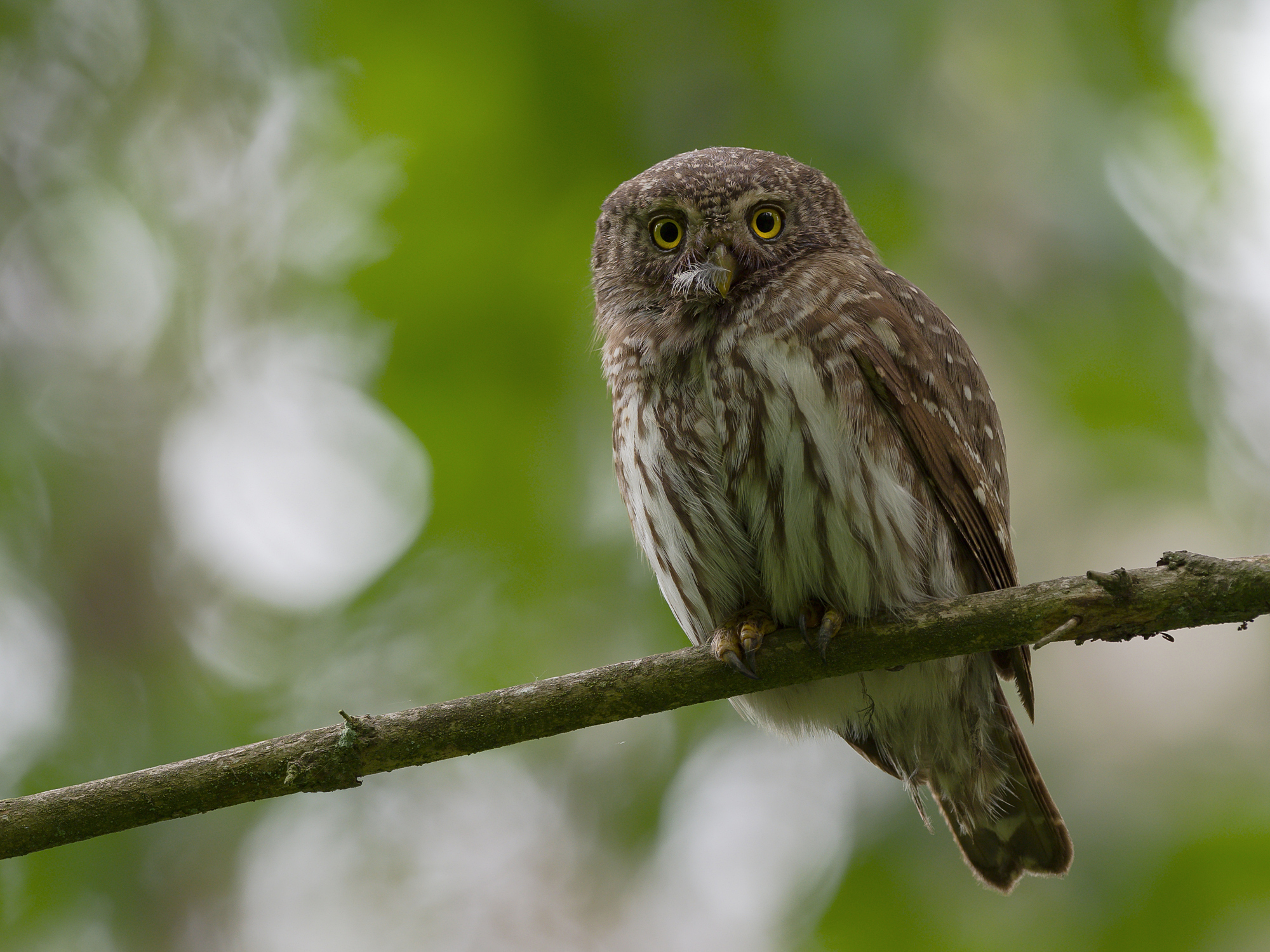 Nazwa:  8.jpg
Wyświetleń: 456
Rozmiar:  1,67 MB