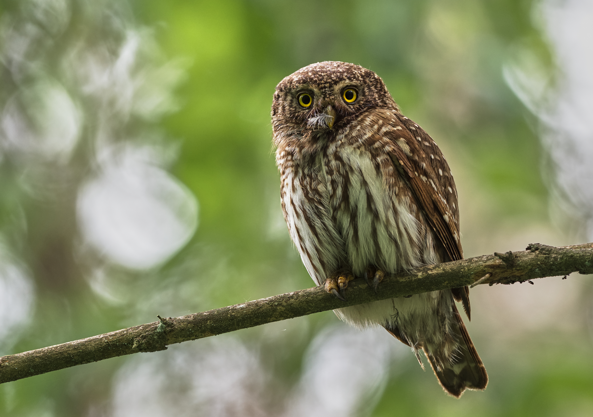 Nazwa:  9.jpg
Wyświetleń: 446
Rozmiar:  1,91 MB