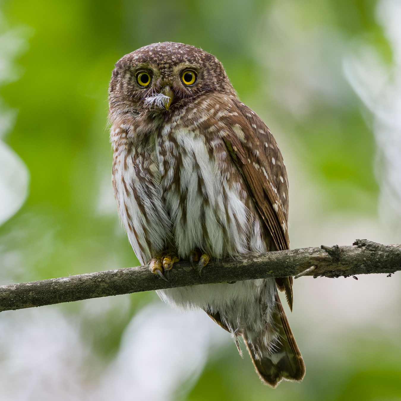 Nazwa:  10.jpg
Wyświetleń: 439
Rozmiar:  1,12 MB