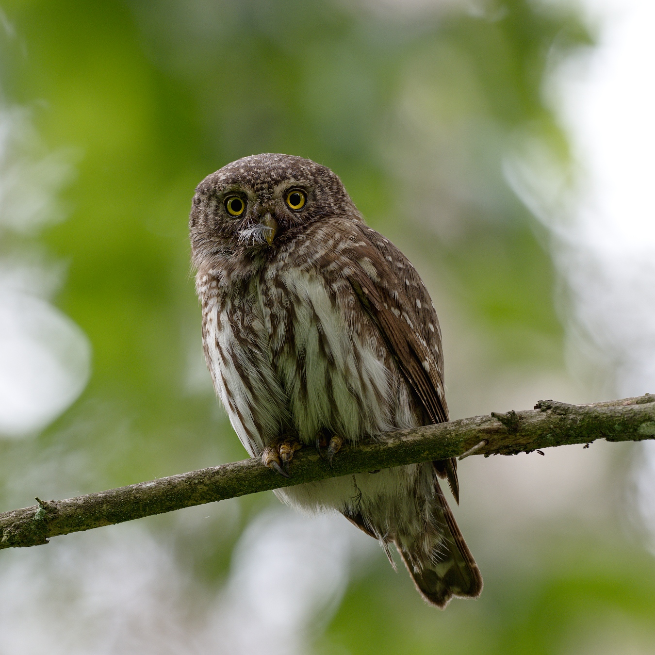 Nazwa:  12.jpg
Wyświetleń: 488
Rozmiar:  693,8 KB